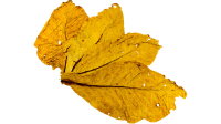 Feuilles de tabac Italia Virginia Tabac brut 10kg