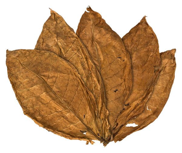Feuilles de tabac Orient Samsoun Tabac brut