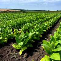 Feuilles de tabac Burley Tabac brut
