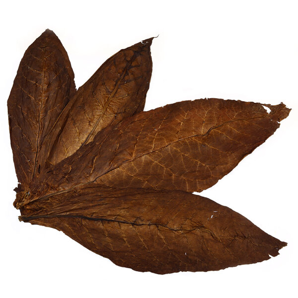 Feuilles de tabac Kentucky Fire Cured Smoked Tabak brut