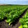 Virginia Bright Tobacco Leaves Raw Tobacco 500g